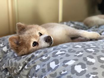 Close-up of dog resting on bed at home