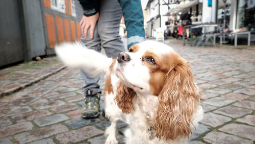 Low section of man standing with dog