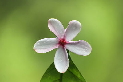 Close-up of white flowering plant