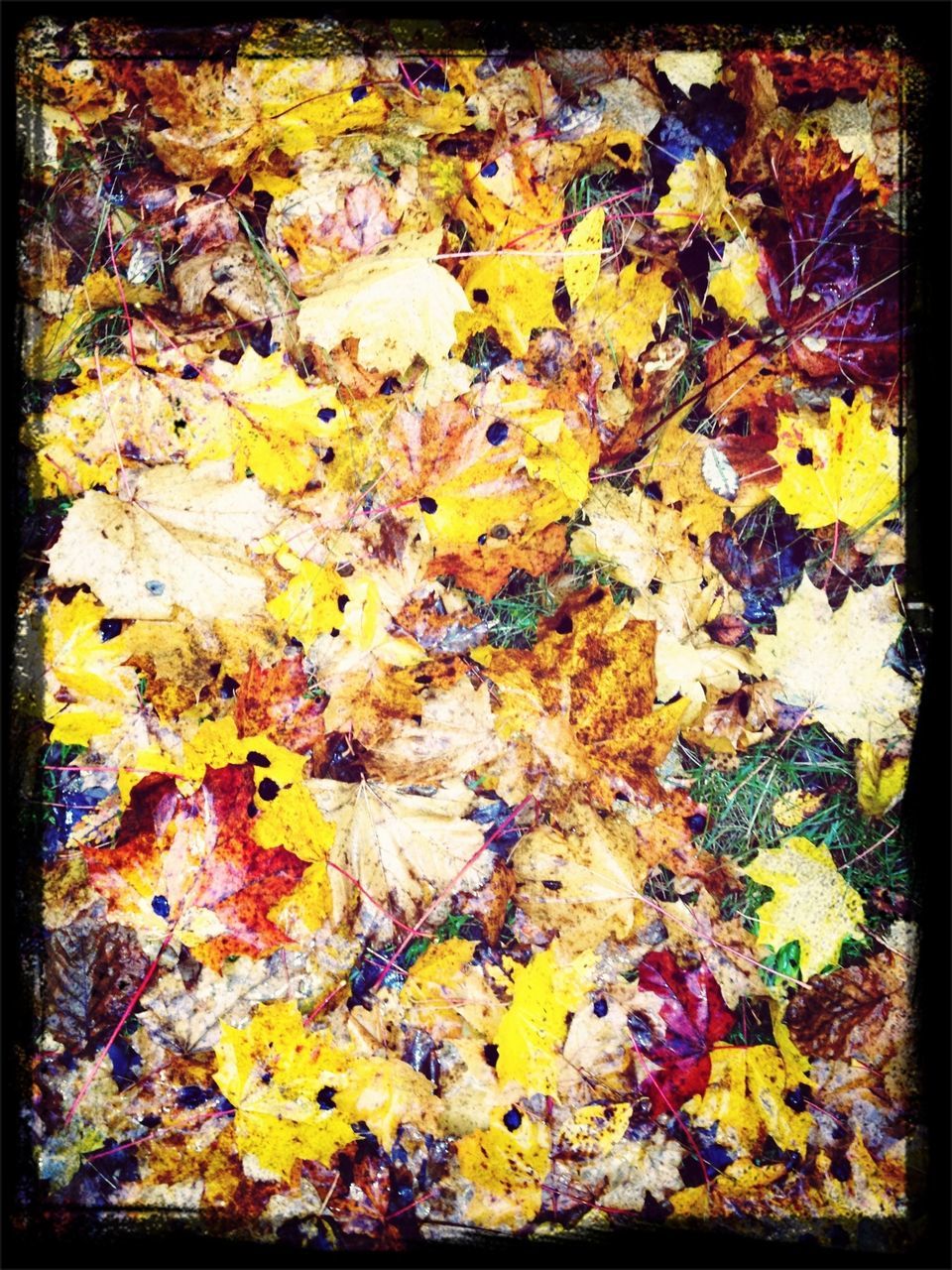 transfer print, autumn, auto post production filter, yellow, leaf, change, full frame, backgrounds, season, nature, high angle view, leaves, multi colored, close-up, fragility, fallen, dry, abundance, natural pattern, beauty in nature