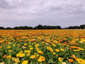 Yellow flowers growing on field against sky