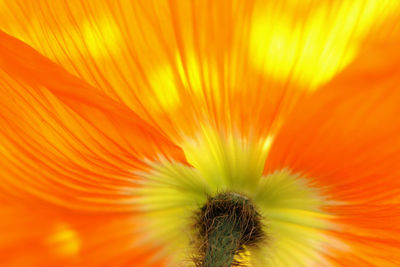 Close-up of orange flower blooming outdoors
