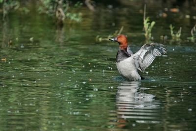 Bird in water