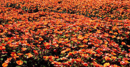 High angle view of flowering plants on field