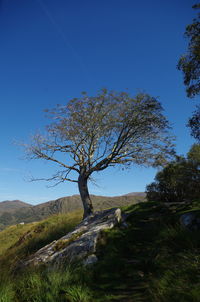 Tree on field against clear blue sky