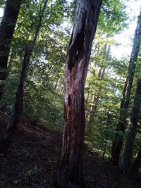 Trees in forest