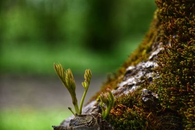 Close-up of moss growing on tree trunk