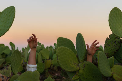 Close-up of succulent plants against sky during sunset