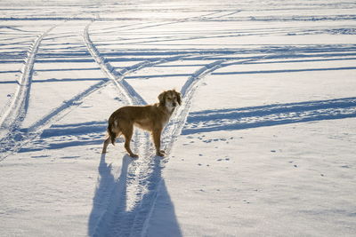 A small ginger dog with big ears stands on a snowy lake on a sunny winter day.