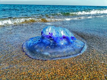 Close-up of jellyfish at beach