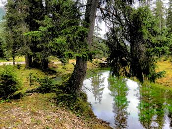 Trees growing in forest