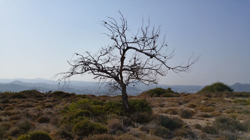 Bare tree on field against sky