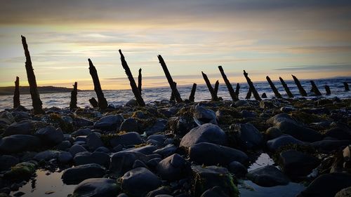 Close-up of crab on beach against sky during sunset