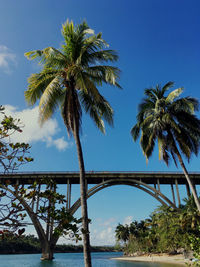 Palm trees by sea against sky