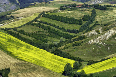 Scenic view of agricultural field