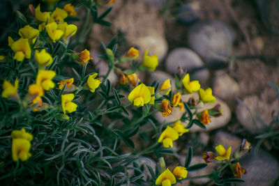 Close-up of yellow flowering plant