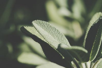 Close-up of plant salbei salvia