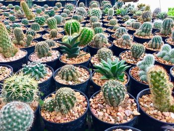 High angle view of succulent plants