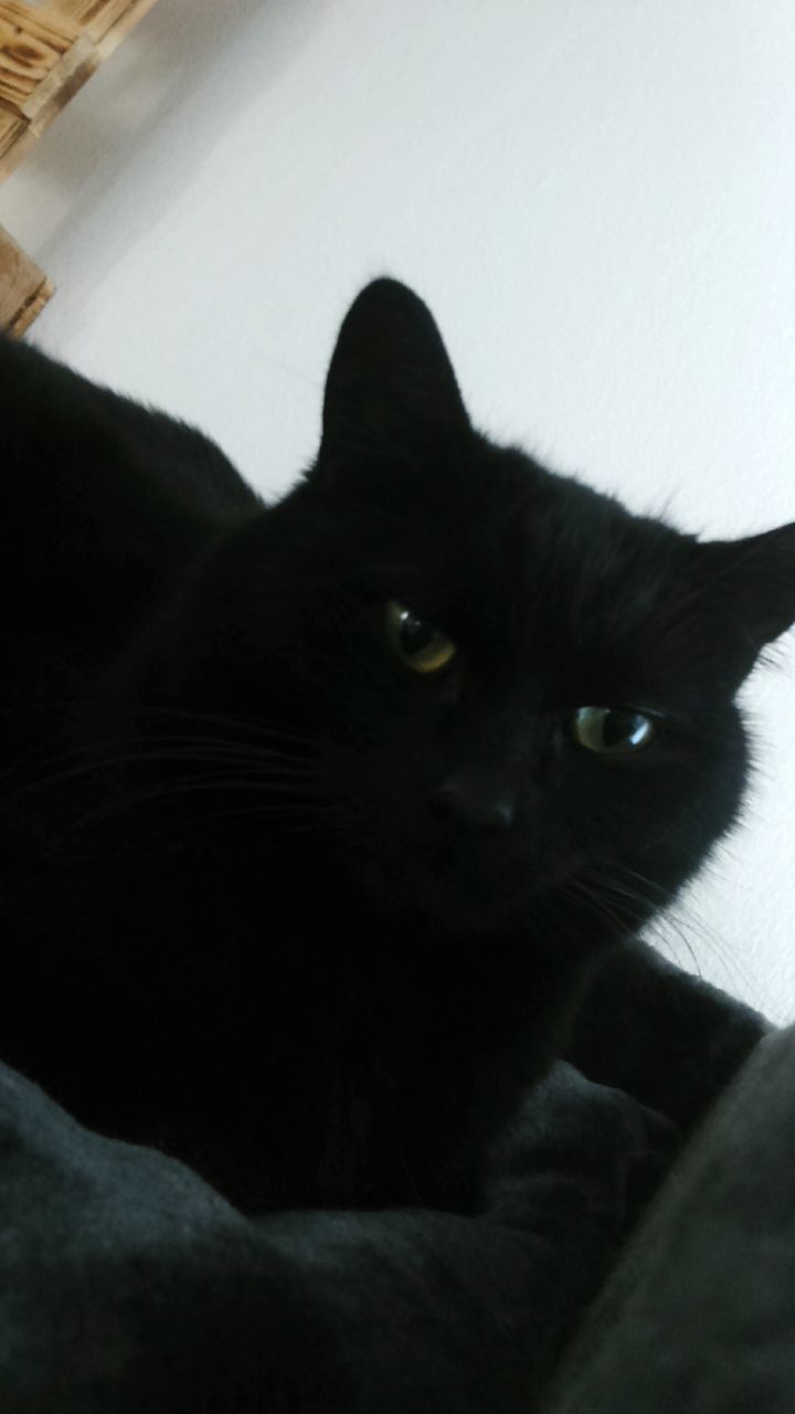 CLOSE-UP PORTRAIT OF BLACK CAT ON FLOOR