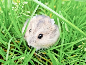 Close-up of a hamster standing on grass