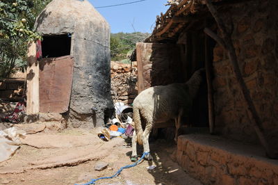 Horse cart on wall of building