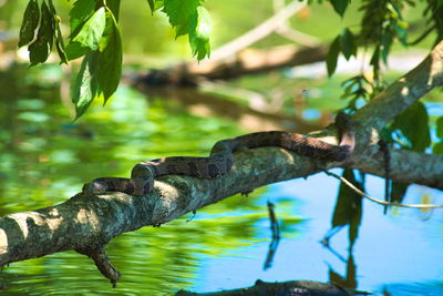 Close-up of tree branch in water