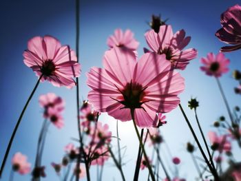 Low angle view of pink flowering plants against sky