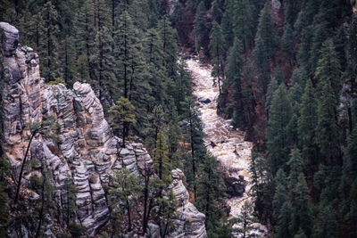 High angle view of pine trees in forest