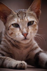Close-up portrait of cat