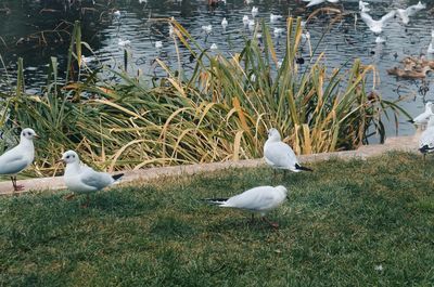 Birds perching on grass by lake