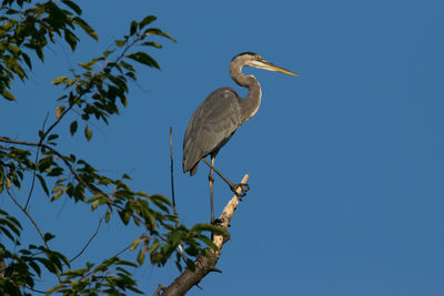 Low angle view of heron perching on tree against sky