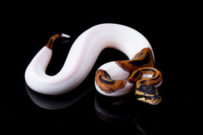 Close up of object over black background