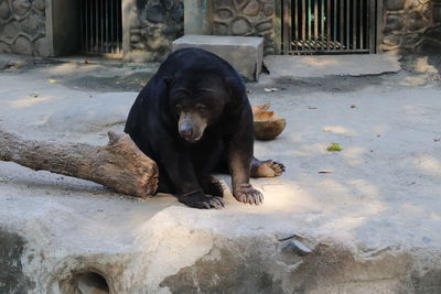 Black dog relaxing on footpath in zoo