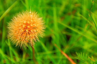 Close-up of grass on field