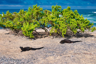 View of cat on land against sea