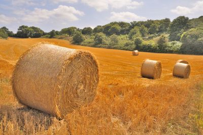 Round straw bales in harvested fields