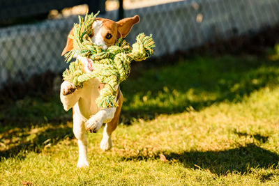 Beagle dog jumping and running with a rope toy outdoor towards the camera. pet concept