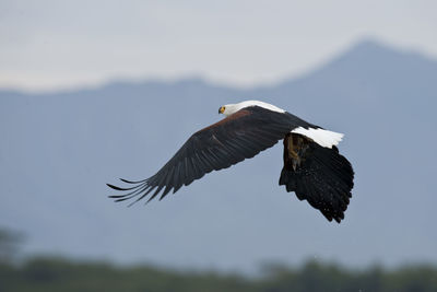 Bird flying over the sky