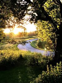 Scenic view of lake in forest during sunset