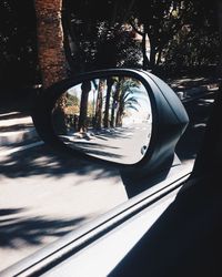 Reflection of trees in side-view mirror