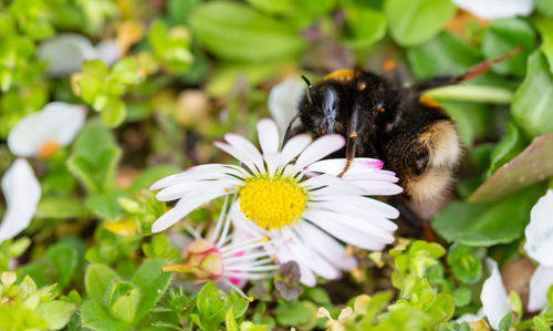 Close-up of honey bee pollinating on flower