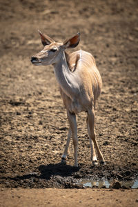 Female greater kudu stands beside muddy waterhole