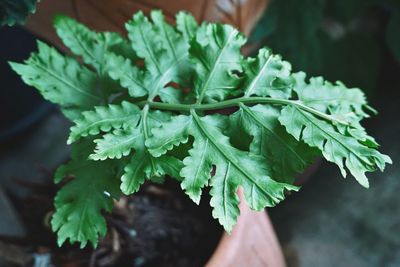 Close-up of fresh green plant