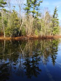 Reflection of trees in water