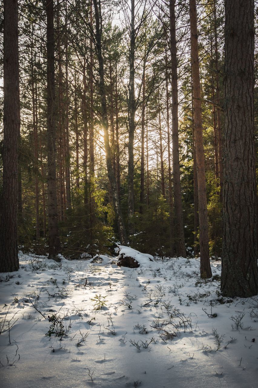 SCENIC VIEW OF SNOW COVERED LAND