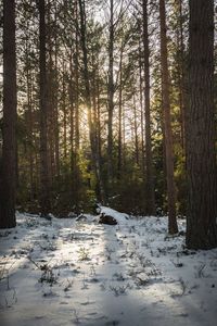 Trees in forest during winter