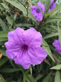 Close-up of purple flower blooming outdoors