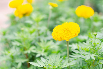 Close-up of yellow flowering plant