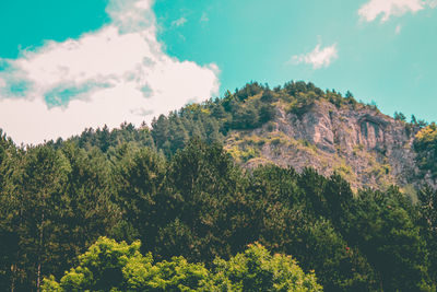 Low angle view of trees against sky
