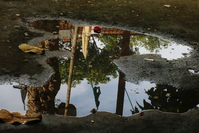 Reflection of trees in puddle